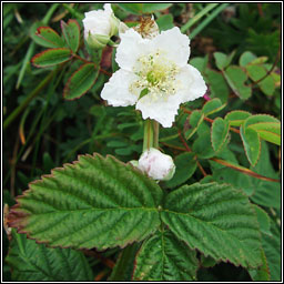 Dewberry, Rubus caesius, Eithreog