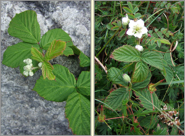Dewberry, Rubus caesius, Eithreog