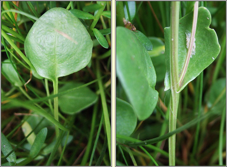 English Scurvygrass, Cochlearia anglica, Carrn muirisce