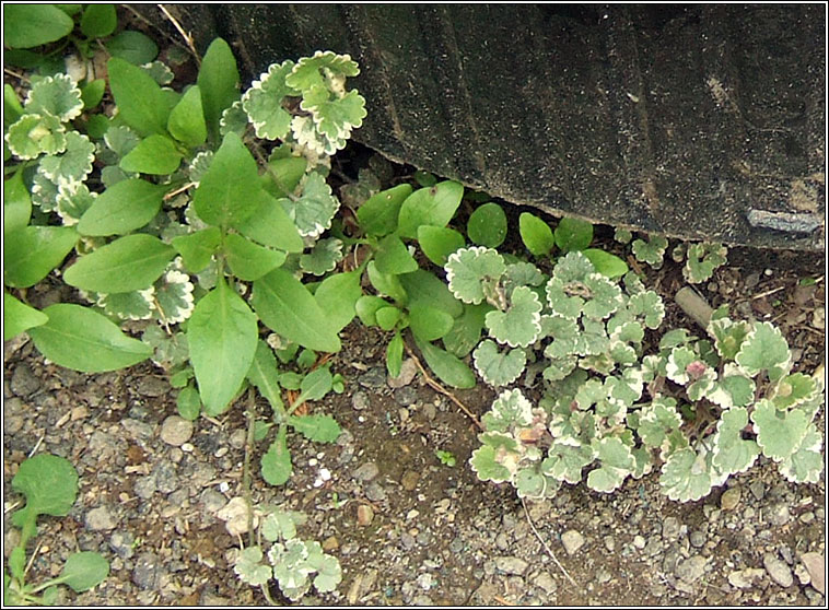 Variegated Ground-ivy, Glechoma hederaceae Variegata