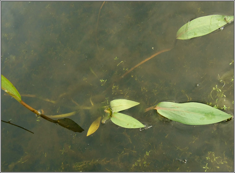 Amphibious Bistort, Persicaria amphibia, Glineach uisce