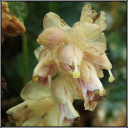 Toothwort, Lathraea squamaria, Sln fiacal
