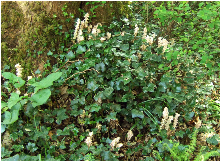 Toothwort, Lathraea squamaria, Sln fiacal