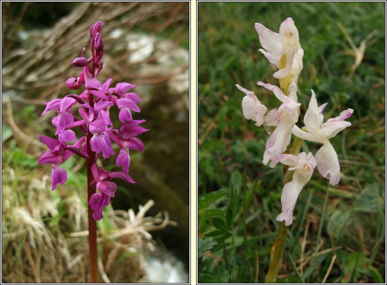 Early Purple Orchid, Orchis mascula, Magairln meidhreach
