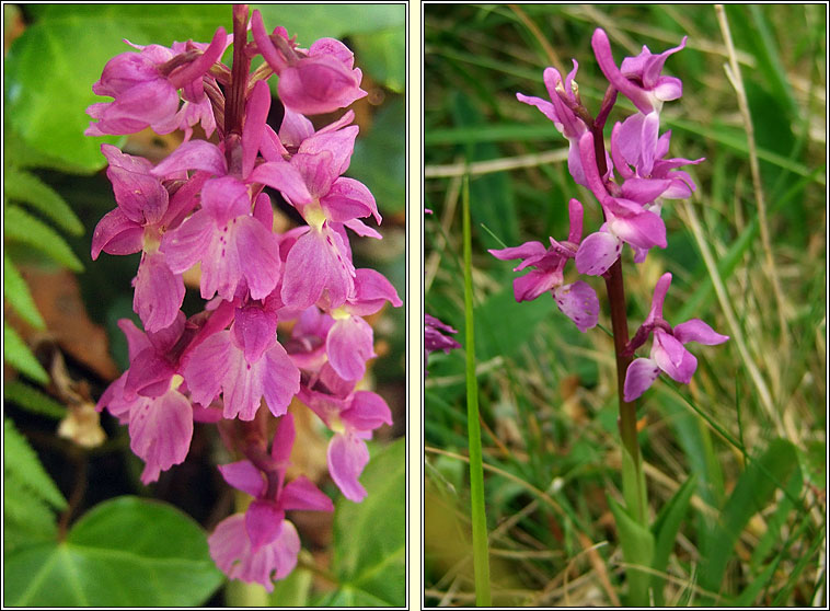 Early Purple Orchid, Orchis mascula, Magairln meidhreach