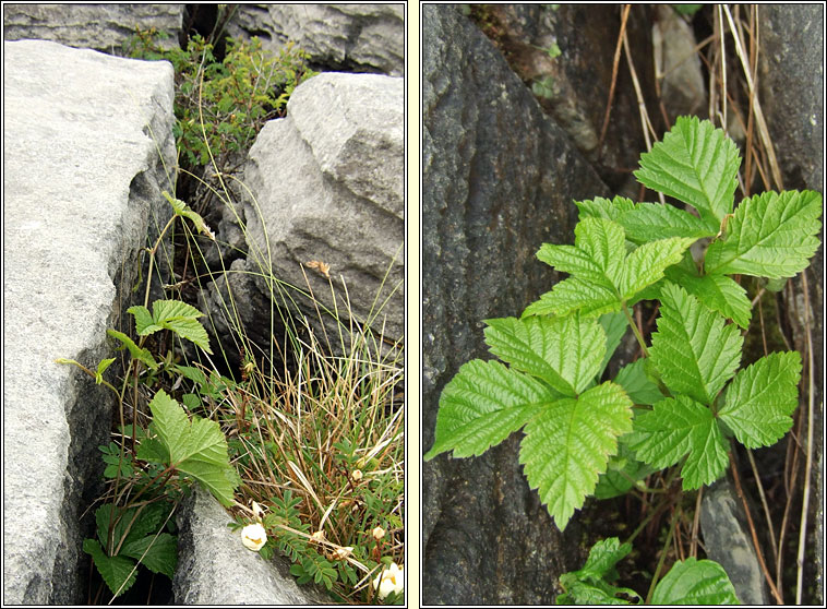 Stone Bramble, Rubus saxatilis, S na mban mn