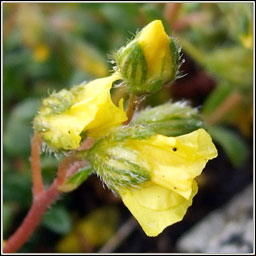 Hoary Rock-rose, Helianthemum oelandicum, Grianrs liath