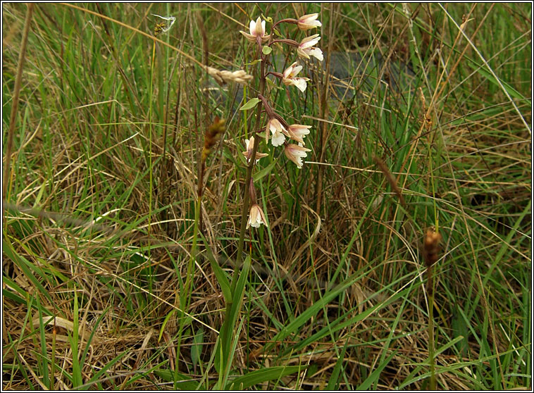 Marsh Helleborine, Epipactis palustris, Cuaichn corraigh
