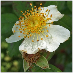 Field-rose, Rosa arvensis, Rs lana