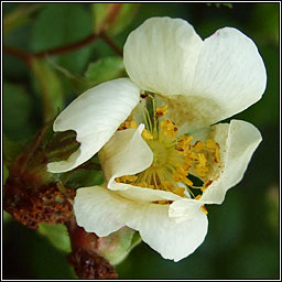 Dog-rose x Harsh Downy-rose, Rosa x scabriuscula