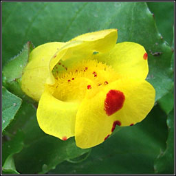 Hybrid Monkey-flower, Mimulus  robertsii