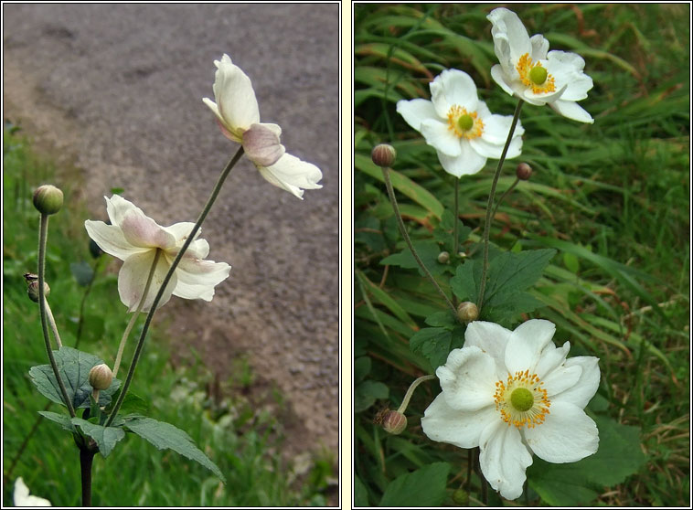 Japanese Anemone, Anemone x hybrida