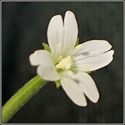 Pale Willowherb, Epilobium roseum, Saileachn gasach
