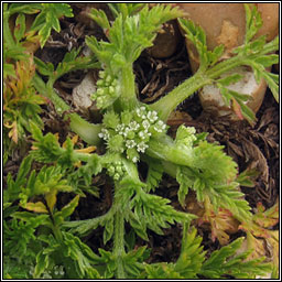 Knotted Hedge-parsley, Torilis nodosa, Lus na gcloch fuail