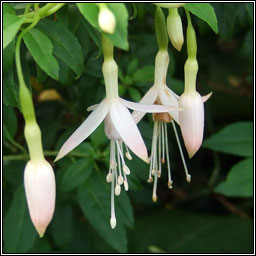 White Fuchsia, Fuchsia magellanica var molinae