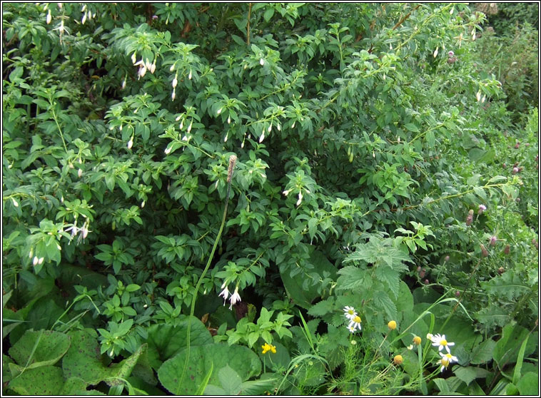 White Fuchsia, Fuchsia magellanica var molinae
