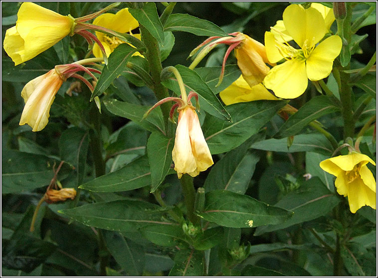 Intermediate Evening-primrose, Oenothera x fallax