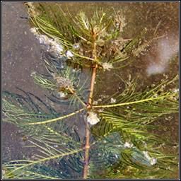 Spiked Water-milfoil, Myriophyllum spicatum, Lonnach