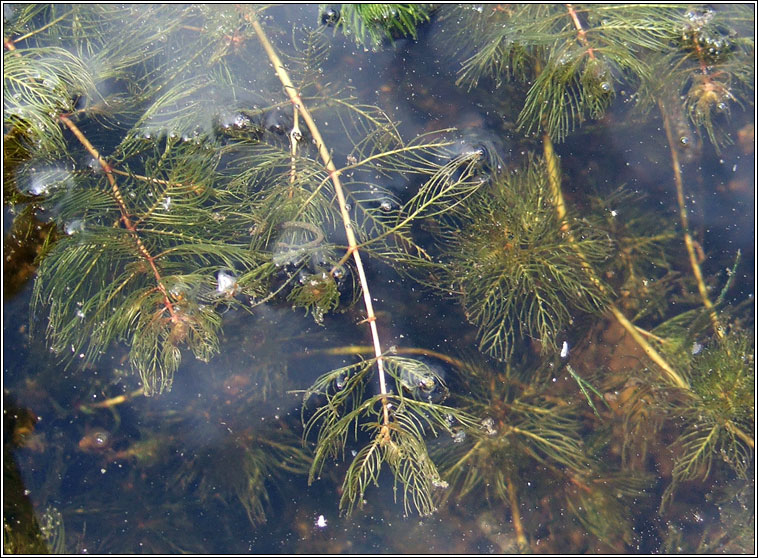 Spiked Water-milfoil, Myriophyllum spicatum, Lonnach