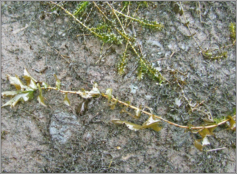 Perfoliate Pondweed, Potamogeton perfoliatus, Drimire uisce
