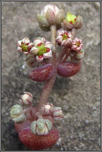 Thick-leaved Stonecrop, Sedum dasyphyllum