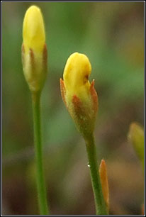 Yellow Centaury, Cicendia filiformis