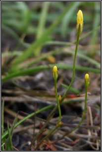 Yellow Centaury, Cicendia filiformis