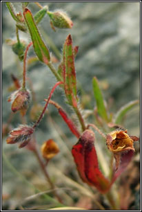 Spotted Rock-rose, Tuberaria guttata