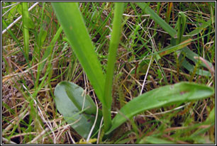Small-white Orchid, Pseudorchis albida