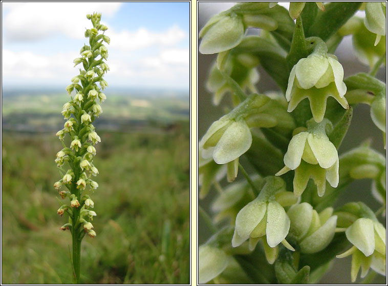Small-white Orchid, Pseudorchis albida, Magairln bn