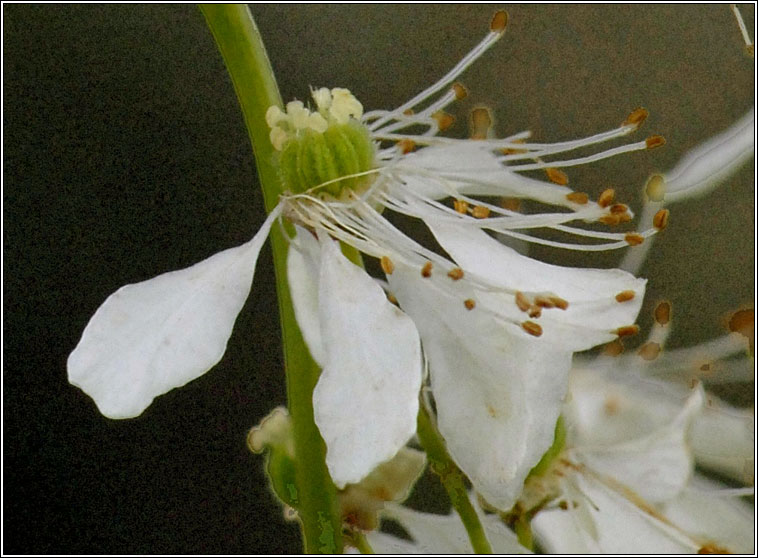 Dropwort, Filipendula vulgaris, Lus braonach