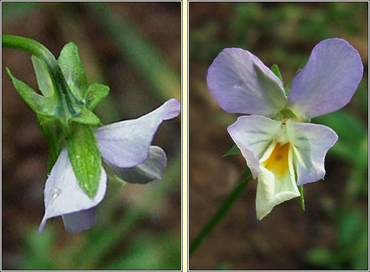 Wild Pansy, Viola tricolor, Goirmn searraigh