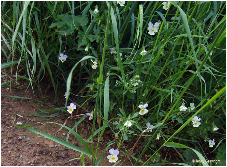 Wild Pansy, Viola tricolor, Goirmn searraigh