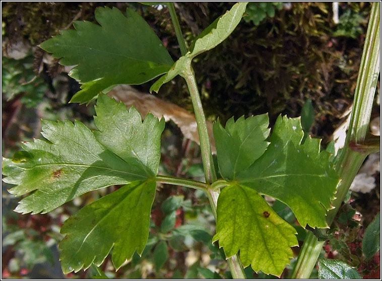 Wild Celery, Apium graveolens, Smaileog