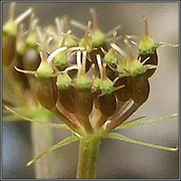 Fine-leaved Water-dropwort, Oenanthe aquatica