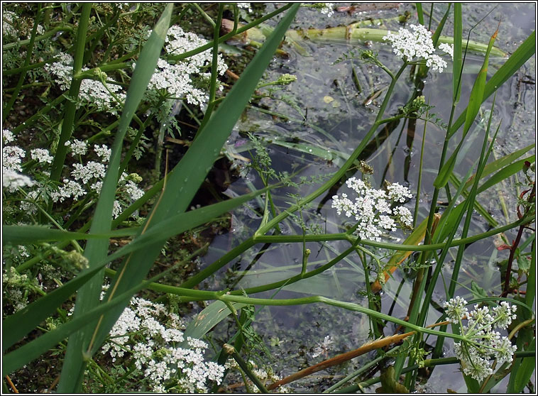 Fine-leaved Water-dropwort, Oenanthe aquatica, Dathabha uisce