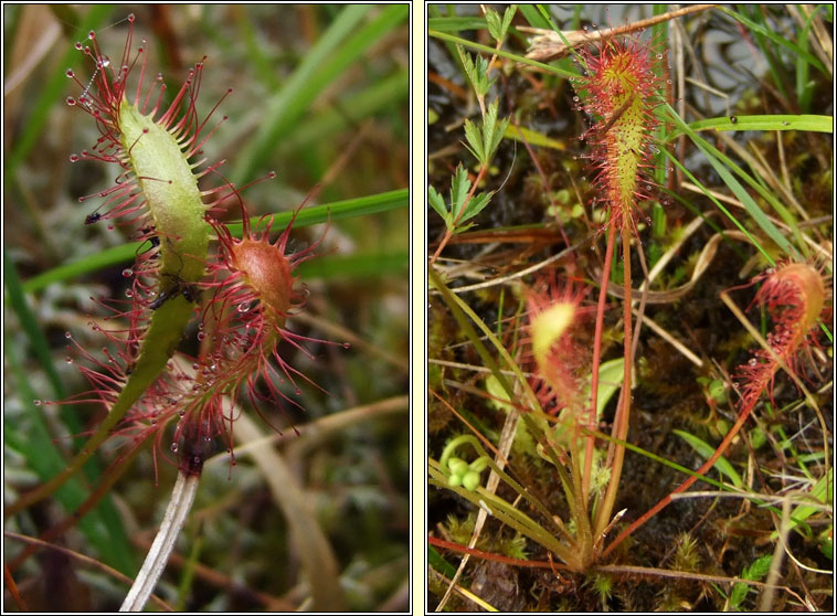 Great Sundew, Drosera anglica, Cails Mhuire mhr