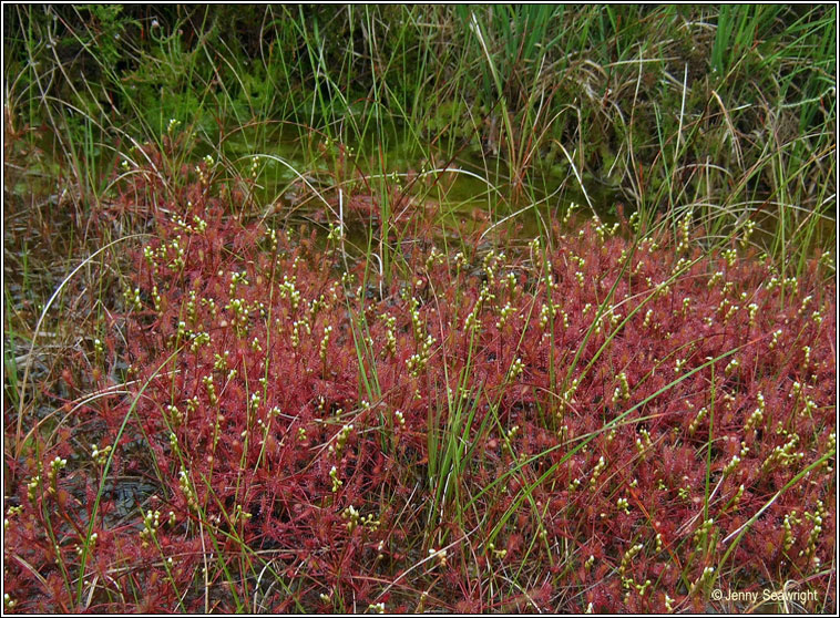 Great Sundew, Drosera anglica, Cails Mhuire mhr