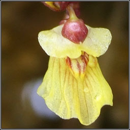 Lesser Bladderwort, Utricularia minor