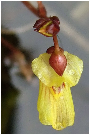 Lesser Bladderwort, Utricularia minor