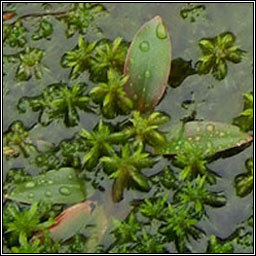 Fen Pondweed, Potamogeton coloratus
