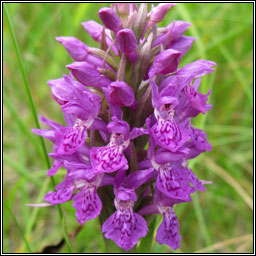Northern Marsh-orchid, Dactylorhiza purpurella