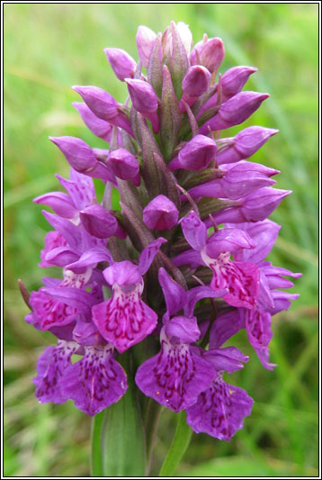 Northern Marsh-orchid, Dactylorhiza purpurella