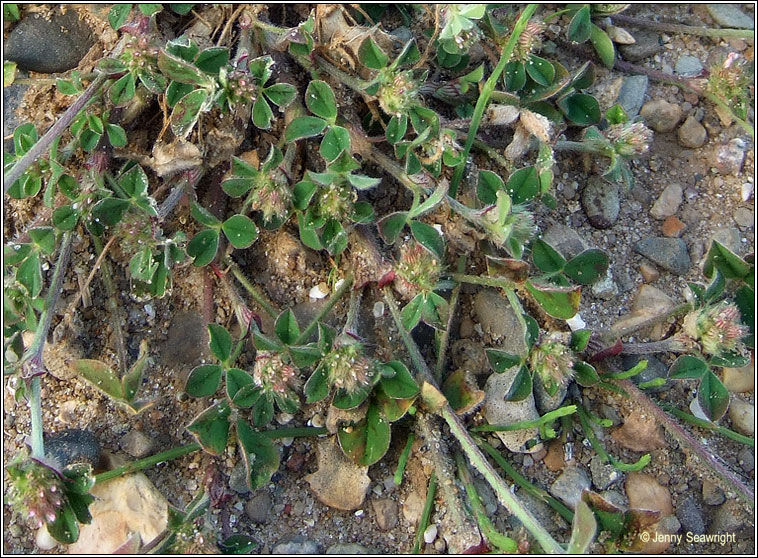 Knotted Clover / Soft Clover, Trifolium striatum