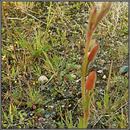 Fragrant Evening-primrose, Oenothera stricta, Connneal oche chumhra