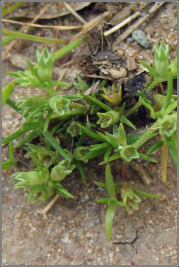 Annual Knawel, Scleranthus annuus