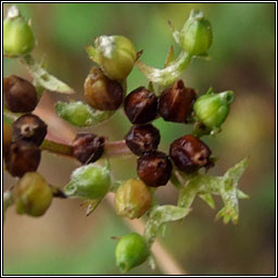 Broad-fruited Cornsalad, Valerianella rimosa
