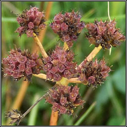Corky-fruited Water-dropwort, Oenanthe pimpinelloides