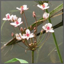 Flowering-rush, Butomus umbellatus