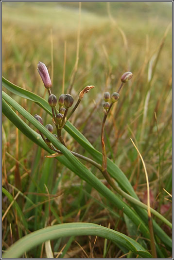 Kerry Lily, Simethis planifolia